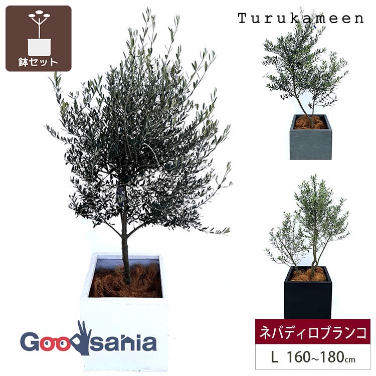 鶴亀園特集