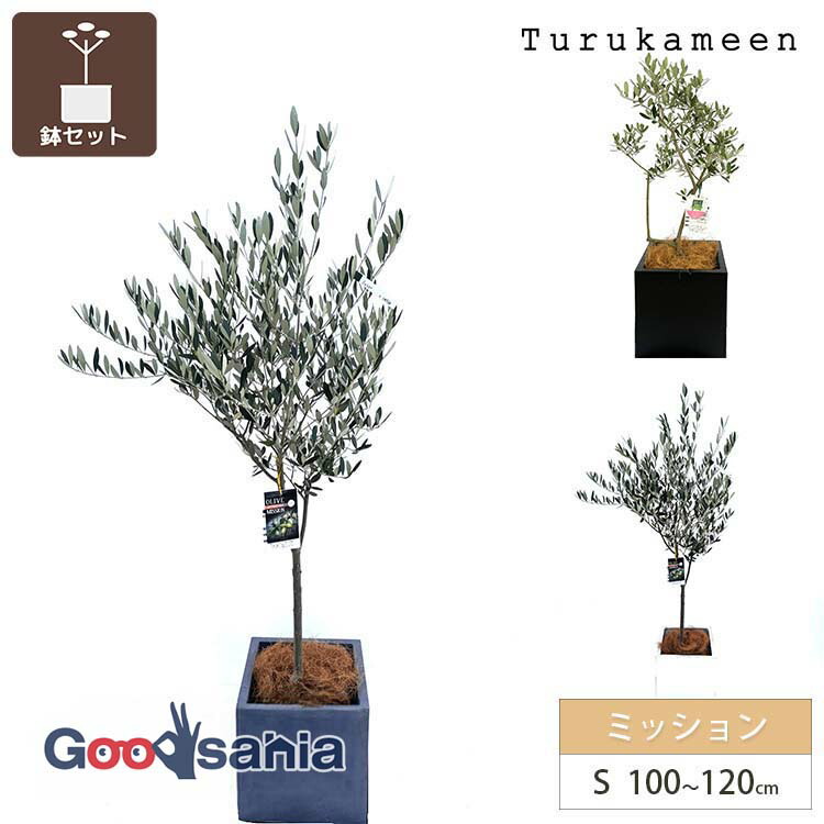 鶴亀園 【オリーブの木/鉢カバーセット】 ミッション Small / ベータキューブプランター S 全3色 ( オリーブ Sサイズ スモール プランターセット 鉢カバーセット 観葉植物 鉢植え シンボルツリー )
