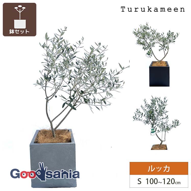 鶴亀園 【オリーブの木/鉢カバーセット】 ルッカ Small / ベータキューブプランター S 全3色 ( オリーブ Sサイズ スモール プランターセット 鉢カバーセット 観葉植物 鉢植え シンボルツリー )