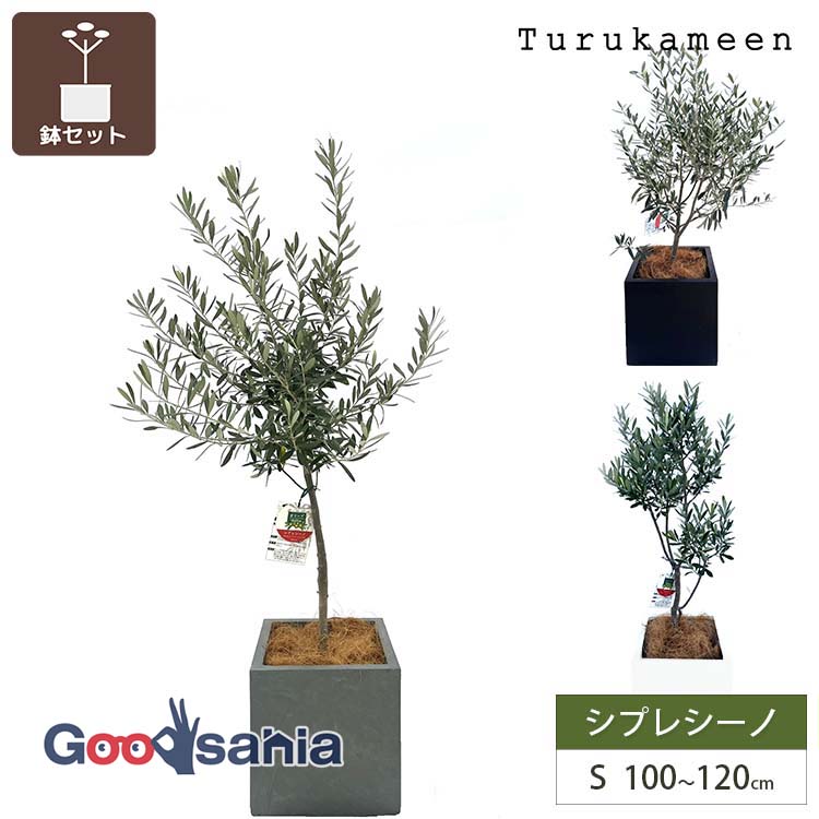鶴亀園 【オリーブの木/鉢カバーセット】 シプレシーノ Small / ベータキューブプランター S 全3色 ( オリーブ Sサイズ スモール プランターセット 鉢カバーセット 観葉植物 鉢植え シンボルツリー )