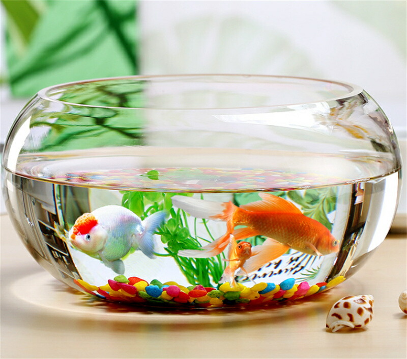 楽天市場】金魚鉢 丸型金魚鉢 水槽 小型水槽 飼育水槽 ガラス
