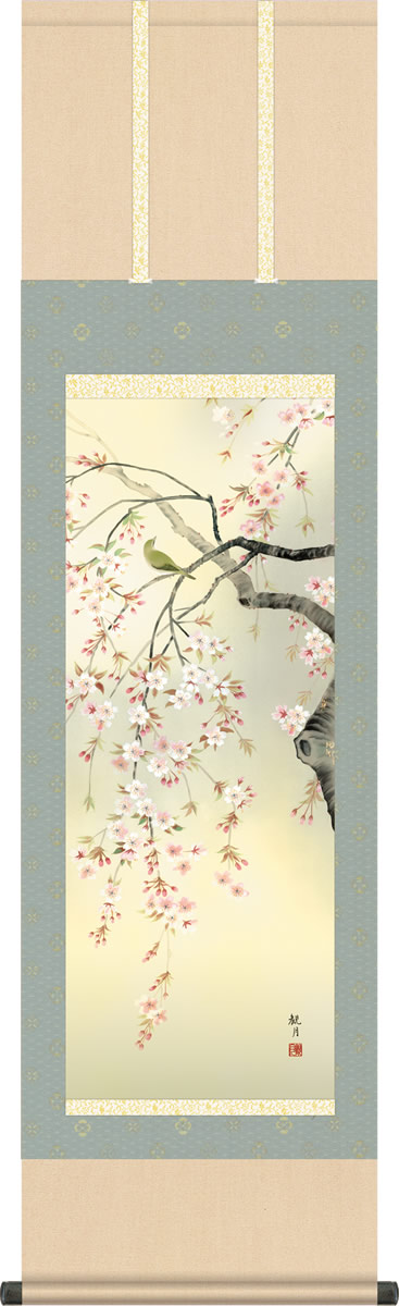 春掛け 掛け軸 桜花 森山観月 尺三 小振り 本表装 床の間 花鳥画 モダン 掛軸[送料無料] ギフト 贈り物[幅44.5cm×高さ164cm]