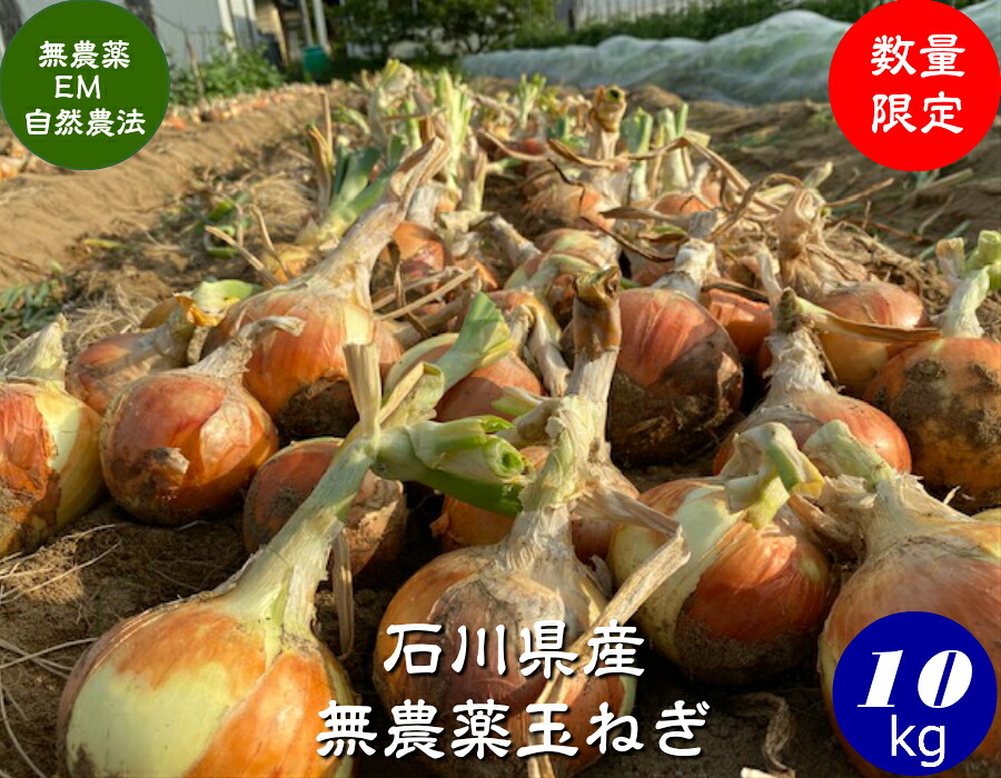 送料無料 ＥＭ農法・無農薬栽培・玉ねぎ・石川県産 約10ｋｇ［無農薬・たまねぎ・国産・ＥＭ菌］｜ほんだ農場店