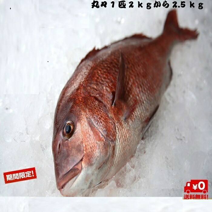 楽天市場 養殖真鯛 マダイ タイ 1尾約2kgから2 5kg 鹿児島県産 送料無料 チルド 刺身 旬 魚食 内蔵 エラ付き 北海道 沖縄は1000円加算し ご請求いたします 骨まで愛して 目利きの山実水産