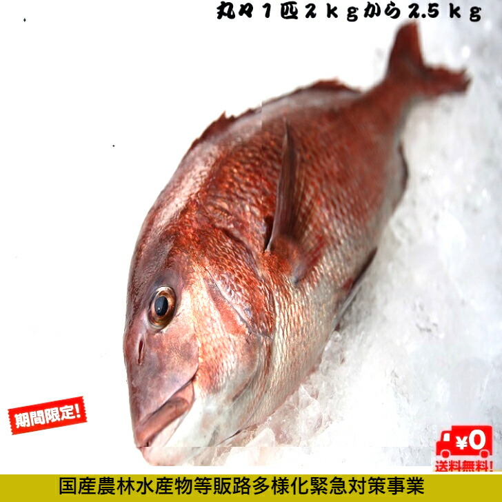 楽天市場 9月30日 木 納品迄延長 期間限定セール クーポンご使用で60 Off カツオ 鰹 ミシュランのお店でもご使用 1本釣り 3枚卸腹骨取りフィーレ 1枚 鹿児島県産 送料無料 鮮魚 お試し おかず 大人 消費税込み 目利き 骨まで愛して 目利きの山実水産 楽天市場 9月30日 木 納品迄延長 期間限定セール クーポンご使用で60 Off カツオ 鰹 ミシュランのお店でもご使用 1本釣り 3枚卸腹骨取りフィーレ 1枚 鹿児島県産 送料無料 鮮魚 お試し おかず 大人 消費税込み 目利き 骨まで愛して 目利きの山実水産