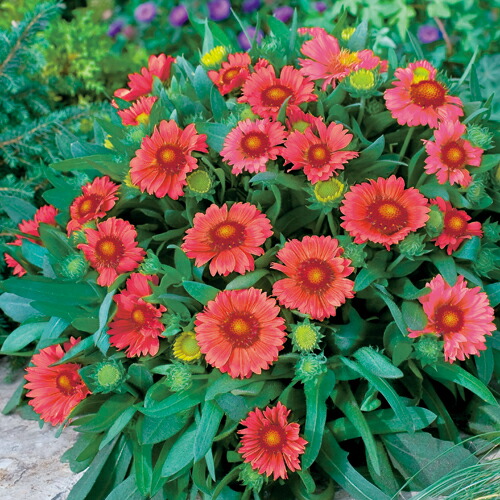 楽天市場】【当店農場生産】ハイブリッド ガザニア ビースト カナリア