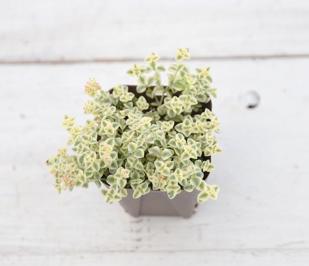 プチプチのグリーンネックレス24ポット 楽天市場】【当店農場生産】多肉植物 セネシオ 斑入グリーン