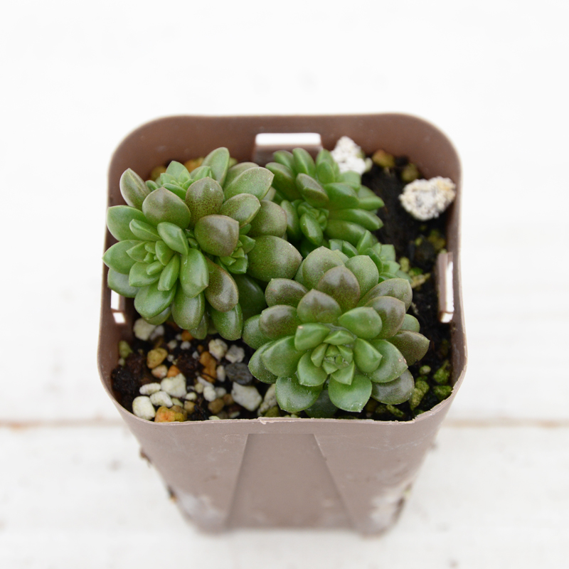 多肉植物  桃美人 カット苗　2カット パキフィツム 多肉植物 パキフィツム 桃美人 7.5cmポット苗 : ハニーミント - 通販