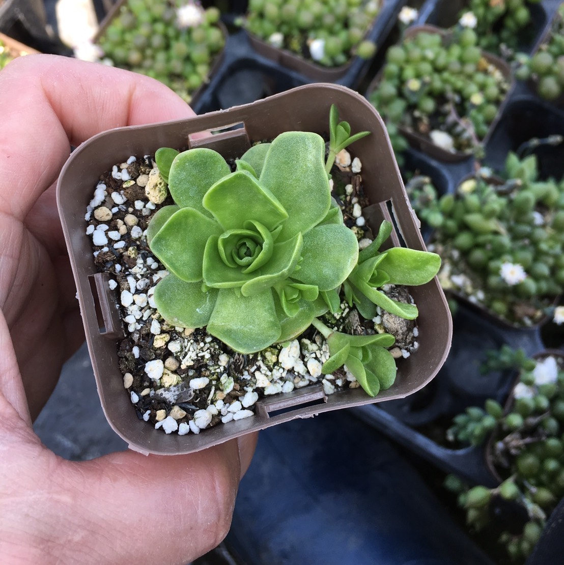 楽天市場 当店農場生産 多肉植物 玄海岩蓮華 7 5センチポット苗 蓮華の花のような葉っぱがとてもかわいい多肉植物 ハニーミント