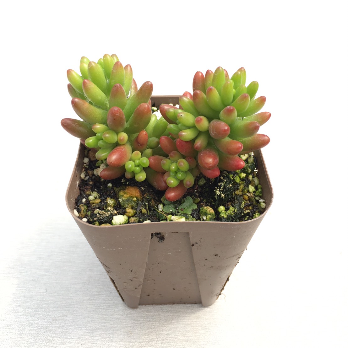 楽天市場】【当店農場生産】多肉植物 クラッスラ カクレイ（赫麗