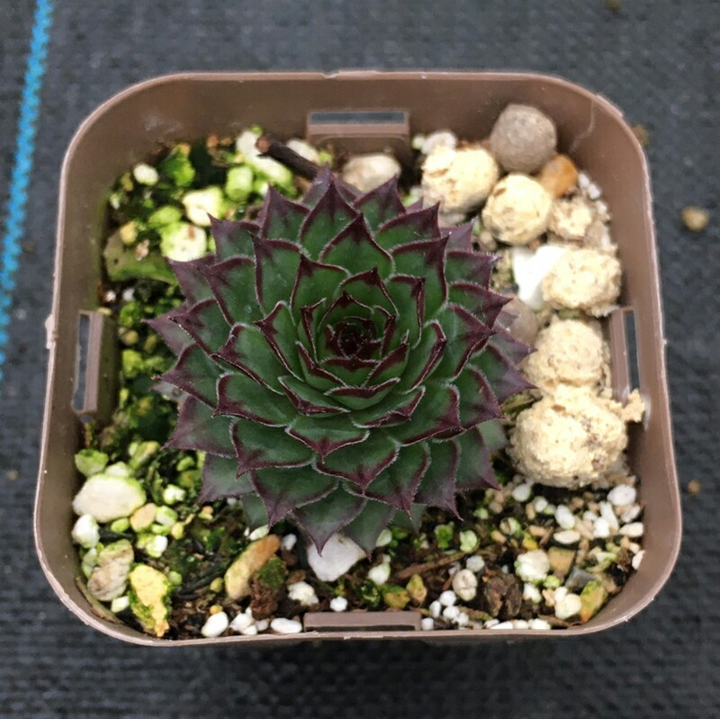 激安価格と即納で通信販売 多肉植物 センペルビウム 赤巻絹 7.5cmポット苗