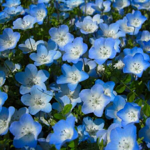 楽天市場】ネモフィラ 苗 選べる4色 9センチポット 3号 : ここなぎ