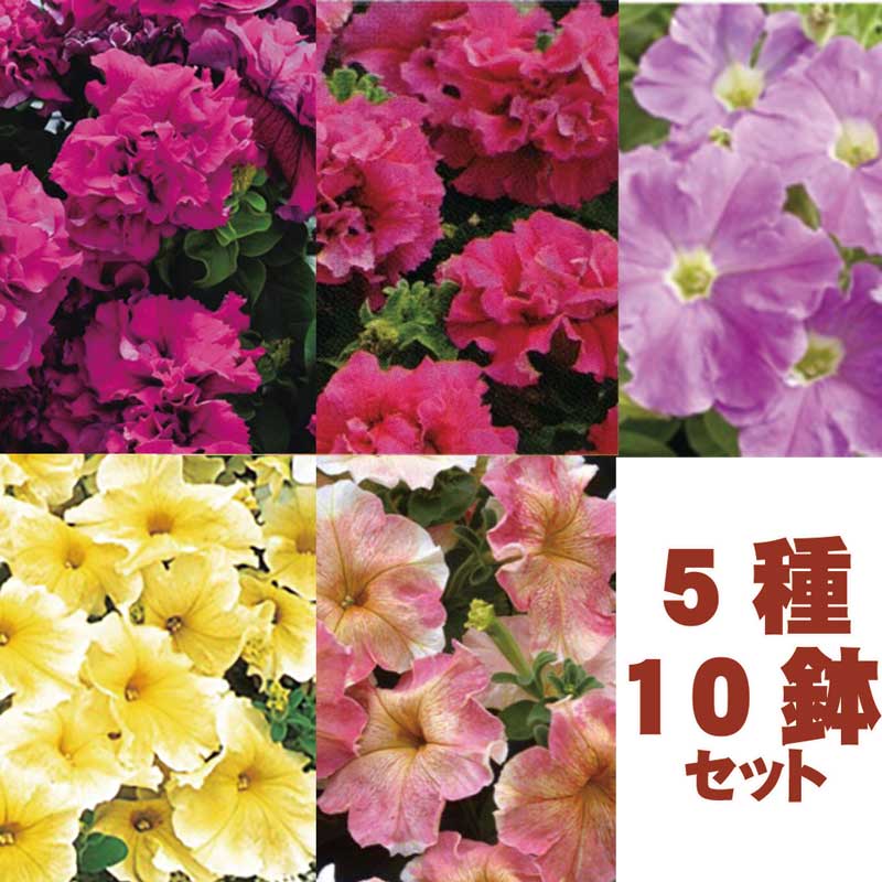 楽天市場 10鉢セット 変わり咲きペチュニア5種類 2苗セット 花なし苗 毎年咲く強いペチュニア ハニーミント