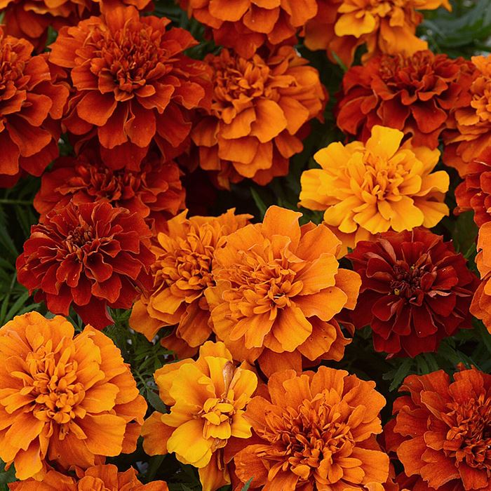 楽天市場 当店農場生産 アフリカンマリーゴールド ホワイトゴールドマックス 9センチポット苗 耐暑性 ハニーミント