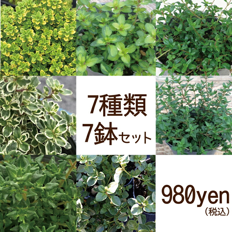 楽天市場 当店農場生産 タイム 7種類7鉢セット 繁殖力旺盛なタイム グランドカバーに ハニーミント