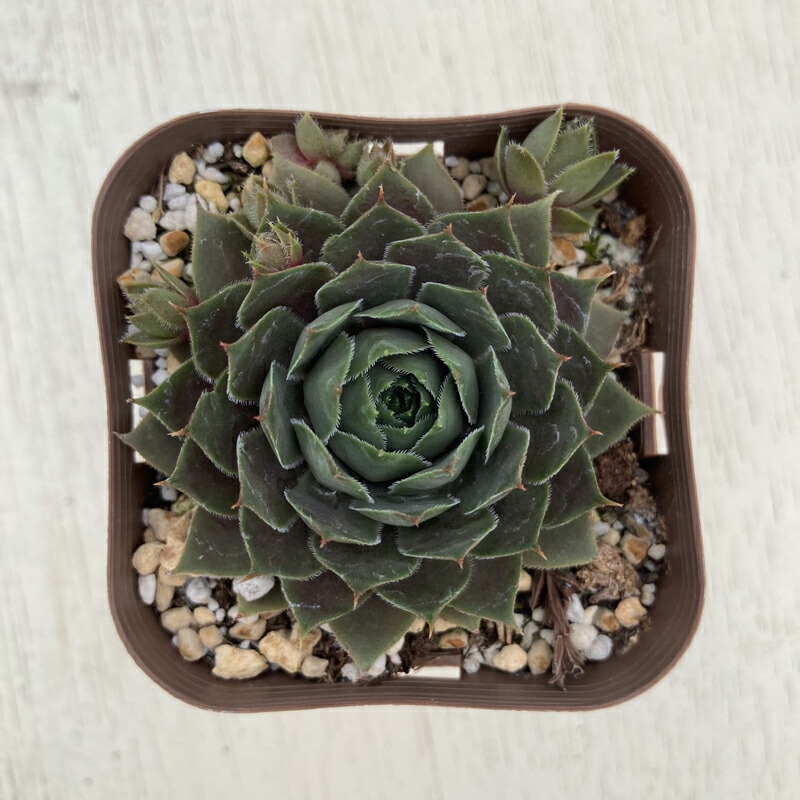 97%OFF!】 多肉植物 センペルビウム フォレストフロスト 7.5cmポット苗
