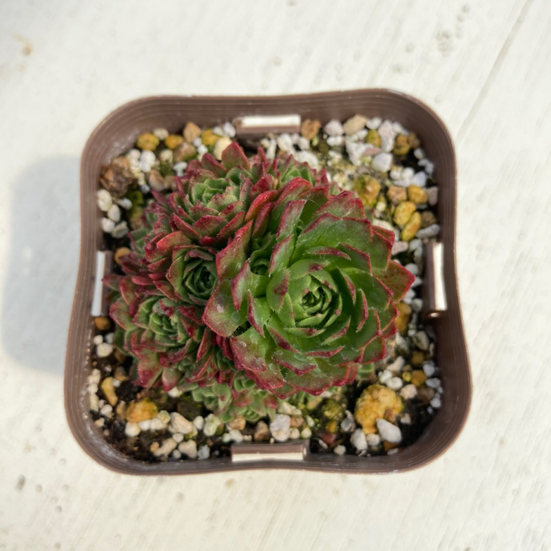 18#多肉植物アエオニウム錦❤️ サンバースト❤️5頭17cm拔き苗 多肉植物 アエオニウム サンバースト 2.5寸苗 - ハニーミント本店