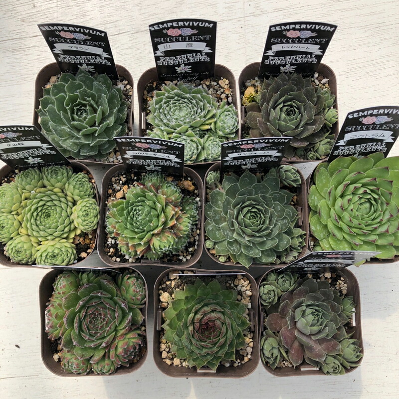 楽天市場】送料無料！【当店農場生産】人気のお花（宿根草）10鉢＋ガーデニングの土15Ｌ＋肥料のお試しセット☆ : ハニーミント