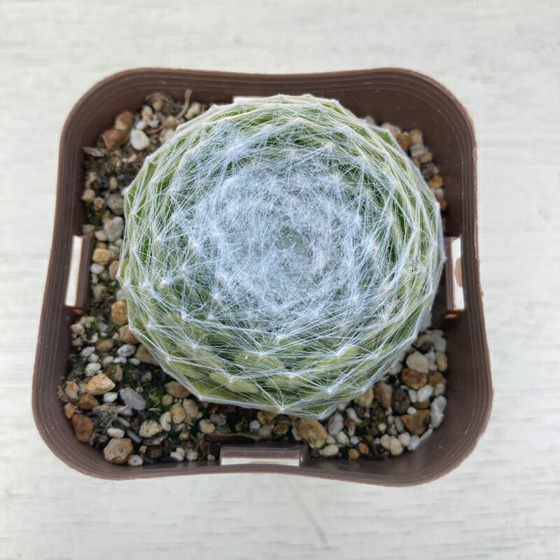 楽天市場】【多肉植物】センペルビウム ゼリボリ (7.5cmポット
