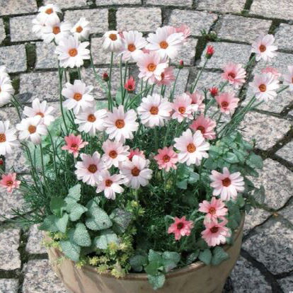 楽天市場】【当店農場生産】矢車草 クラシックファンタスティック 9