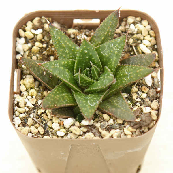 楽天市場】【当店農場生産】多肉植物 アガベ ペローナ 7.5センチポット