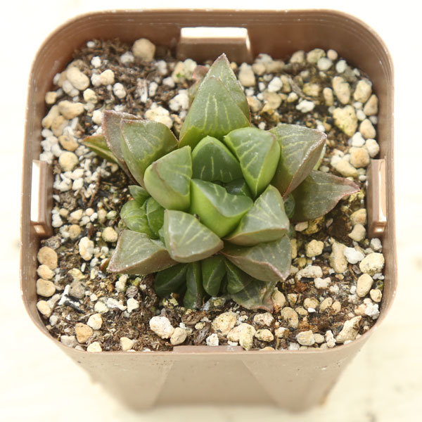 楽天市場】【当店農場生産】多肉植物 アガベ ペローナ 7.5センチポット