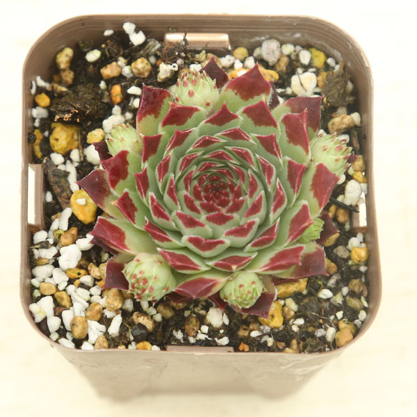 楽天市場】【当店農場生産】多肉植物 センペルビウム チェリー