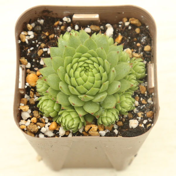 楽天市場】【当店農場生産】多肉植物 センペルビウム 赤巻絹 7.5