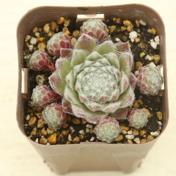 楽天市場】多肉植物 sfセンペルビウム ジュラテンセ 7.5cmポット