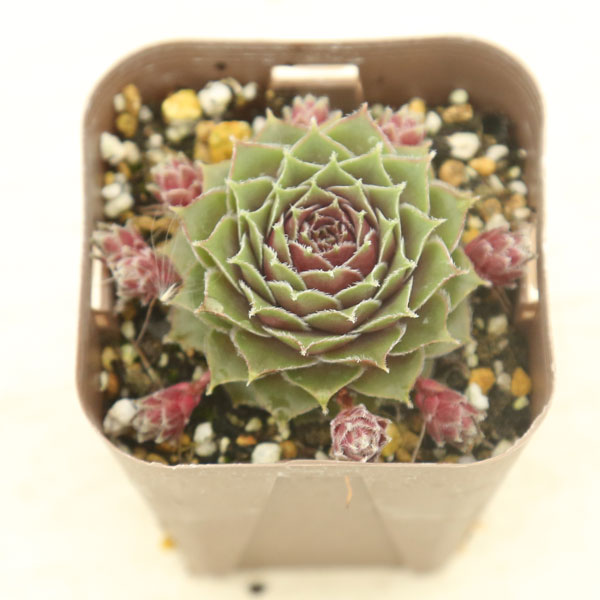 楽天市場】【当店農場生産】多肉植物 センペルビウム ゴールドダスト錦