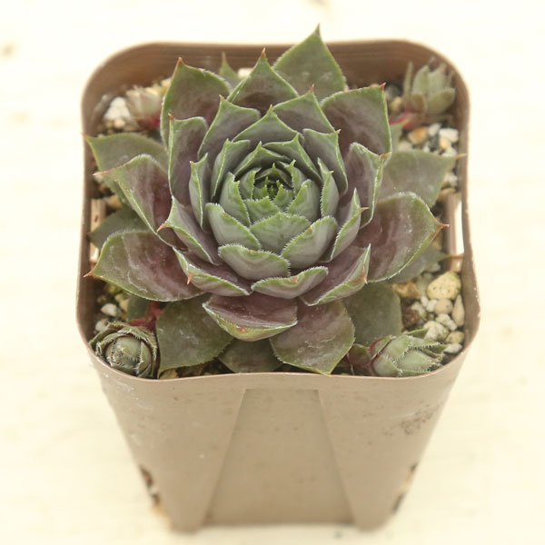 楽天市場】【当店農場生産】多肉植物 センペルビウム10種セット