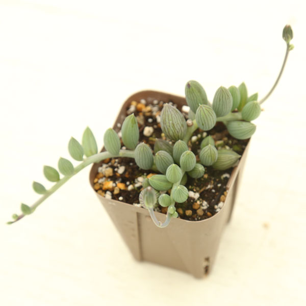 楽天市場】【当店農場生産】多肉植物 セネシオ エンジェル