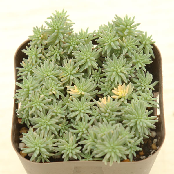 楽天市場】【当店農場生産】多肉植物 セダム ヒスパニクム プルプレア