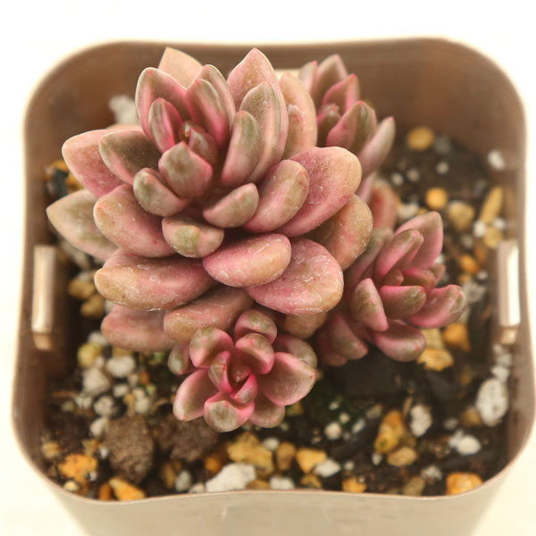 楽天市場】【当店農場生産】○多肉植物 エケベリア 大和錦