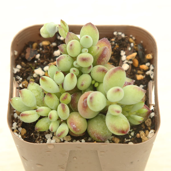 多肉植物　専用 楽天市場】【当店農場生産】多肉植物 セダム 恋心 7.5センチ