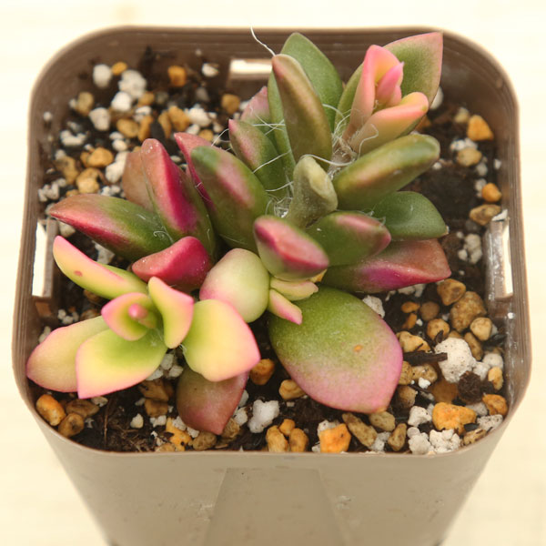 専用‼︎多肉植物^o^  カクレイ クラッスラ：カクレイ（赫麗）3.5号ポット の通販 | 園芸ネット