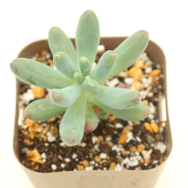 楽天市場】☆送料無料☆多肉植物苗9種類セット☆おひとり様1セット限り