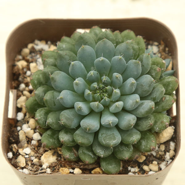 楽天市場】【当店農場生産】多肉植物 アガベ ペローナ 7.5センチ