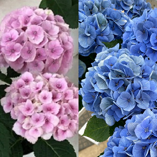 楽天市場】【当店農場生産】ハイドランジア アジサイ 疾風迅雷 9センチ