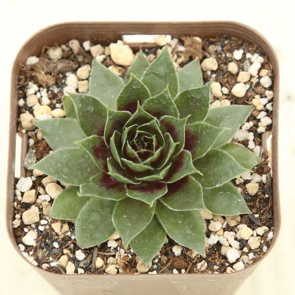 楽天市場】【当店農場生産】多肉植物 センペルビウム レモンフレア 7.5