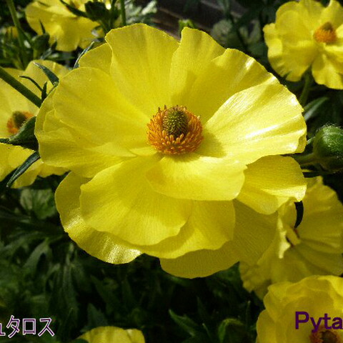 楽天市場】【当店農場生産】ラナンキュラス ラックス ペネロペ 9センチ