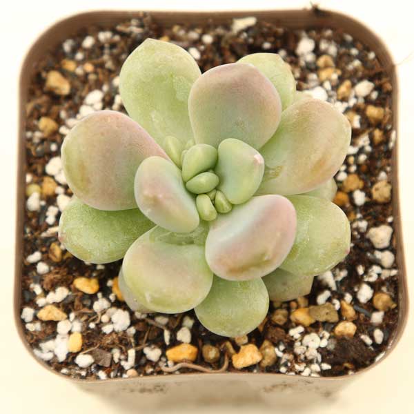 楽天市場】【当店農場生産】多肉植物 エケベリア リトルレッド
