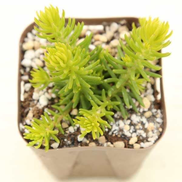 楽天市場】【当店農場生産】多肉植物 セダム ブルースプルース