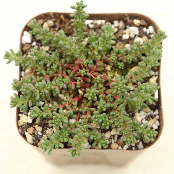 楽天市場】【当店農場生産】多肉植物 グラプトセダム ジェニーミウル