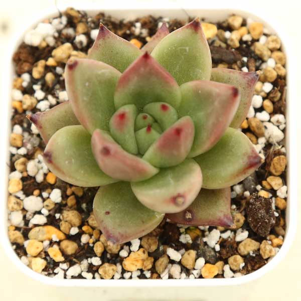 楽天市場】【当店農場生産】○多肉植物 エケベリア アリエル 7.5