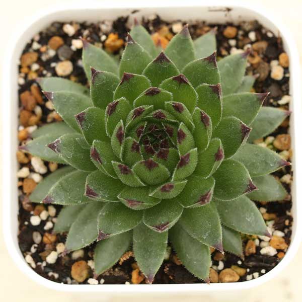 楽天市場】【当店農場生産】多肉植物 センペルビウム サマー