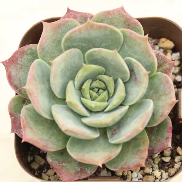 楽天市場】【当店農場生産】○多肉植物 エケベリア チョコレート