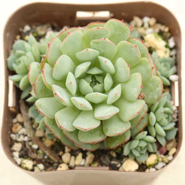 楽天市場】【当店農場生産】○多肉植物 エケベリア ホワイト