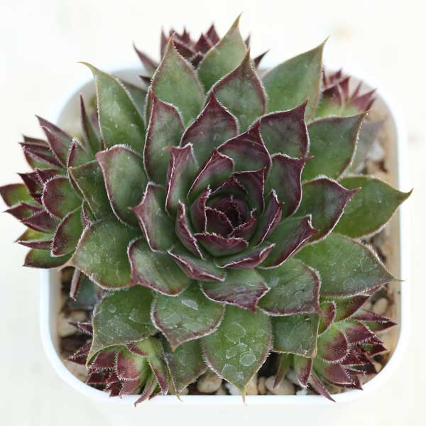 ゆとと様センペル 夏のセンペルもイイね！ | がんばれ北向きガーデン -Succulent life-
