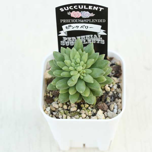 多肉植物　リトルビューティー 8カット　カット苗　セダム 多肉植物】 『リトルビューティー』 セダム属 いとうぐりーん